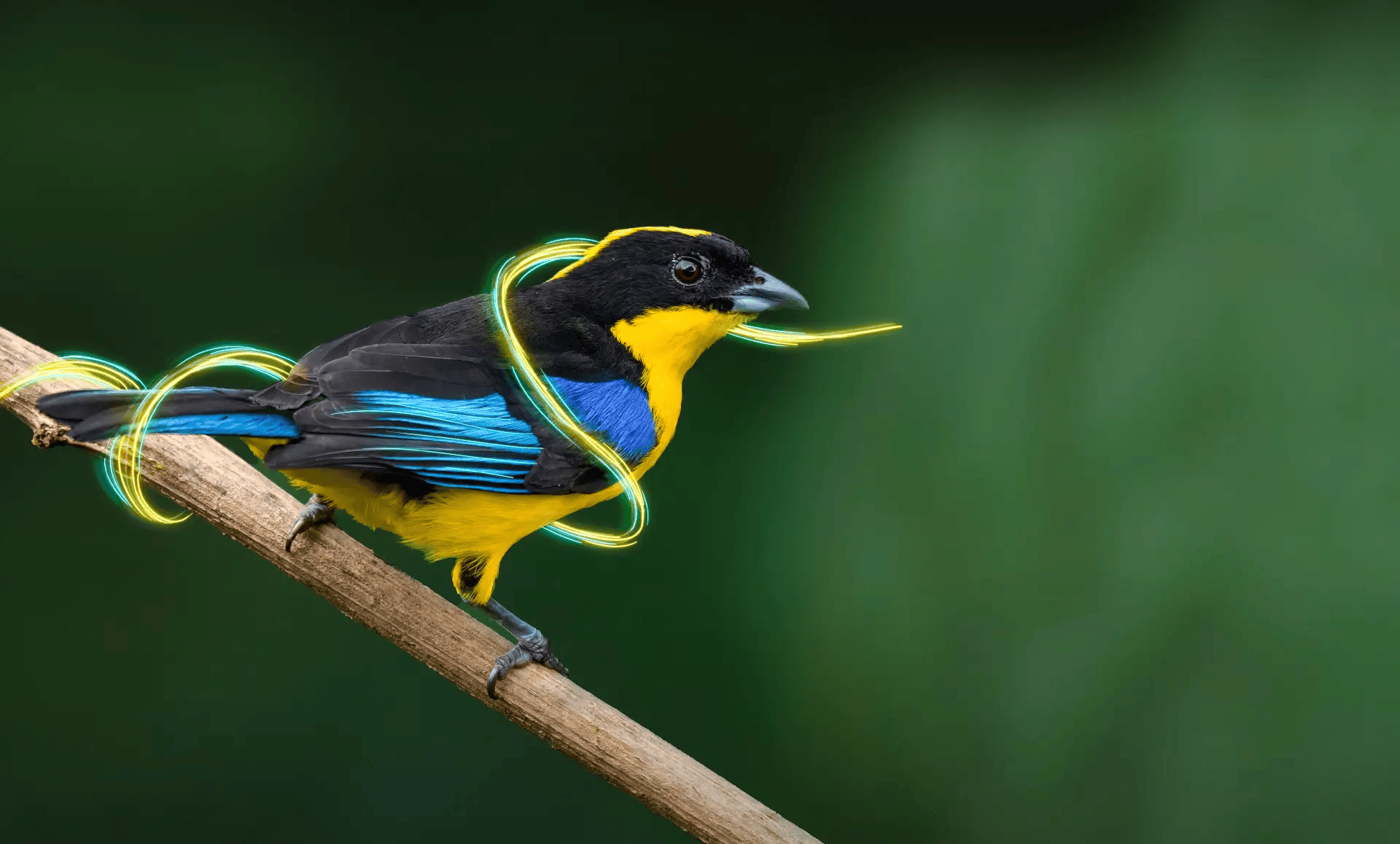 Fotografía pajaro