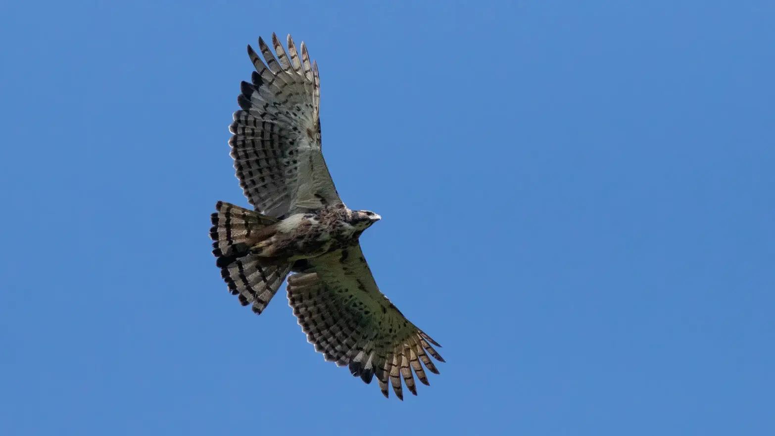 Águila crestada