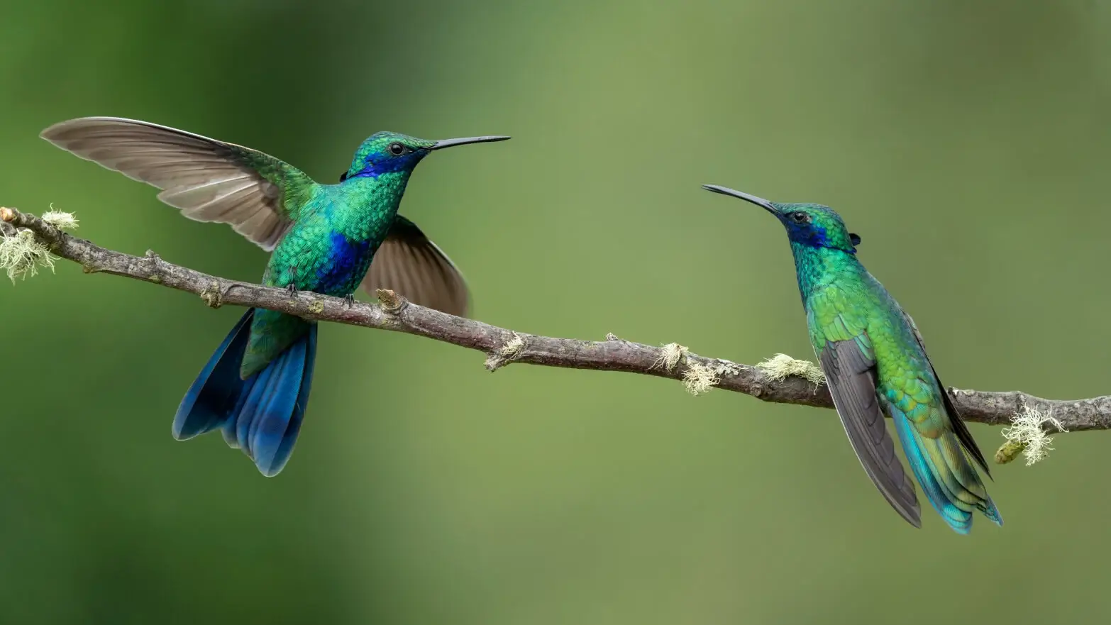 Colibrí chillón