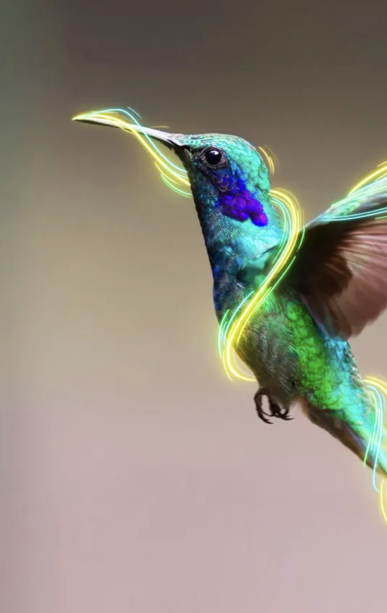 Avistamento de aves